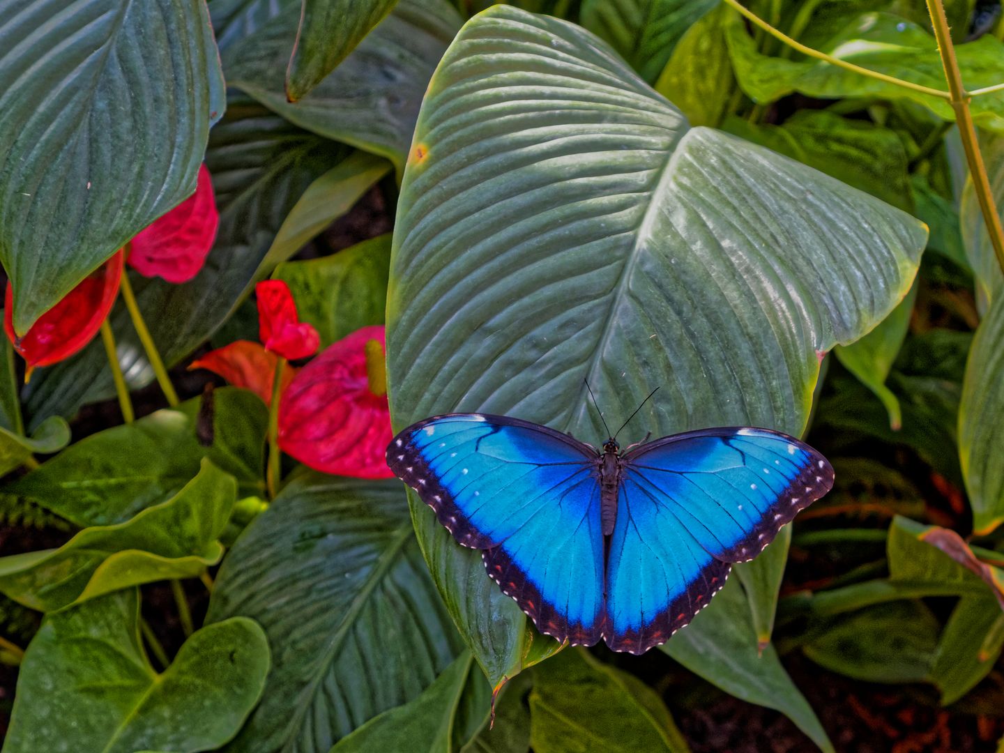 Schmetterling